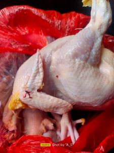Ayam kampung 1 ekor
