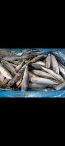 Ikan salem 1kg