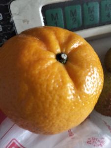 Jeruk mandarin 1/2
