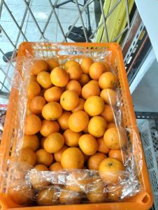 Jeruk citrus