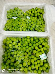 Anggur shine muscat