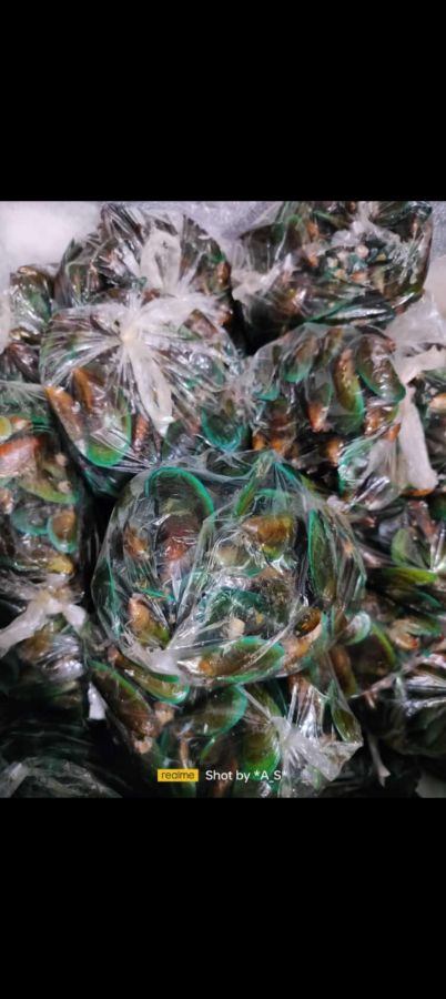 Kerang 1 kg