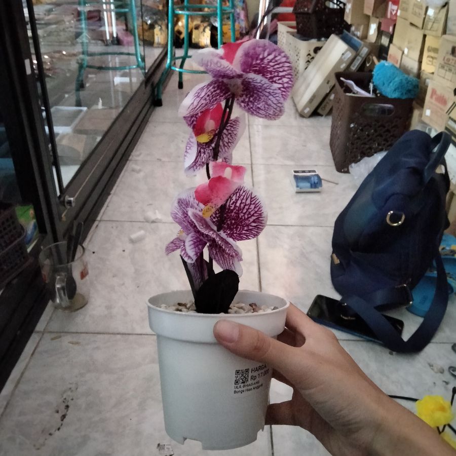 Bunga Hias Anggrek