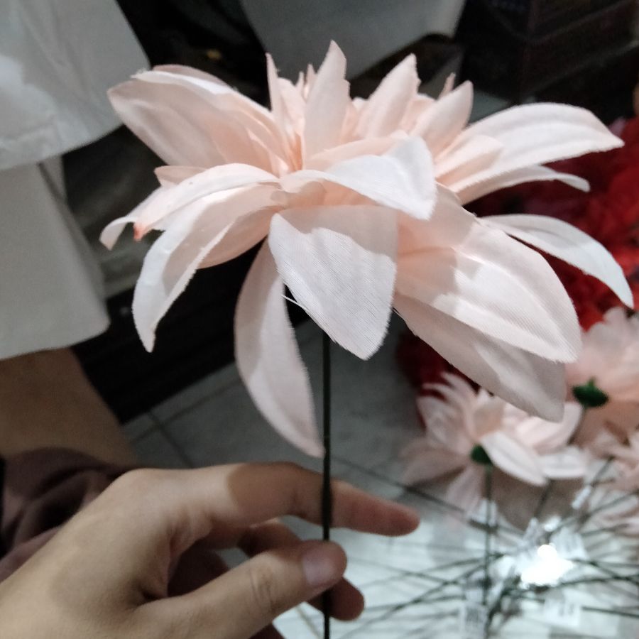 Bunga krisan jumbo salem 