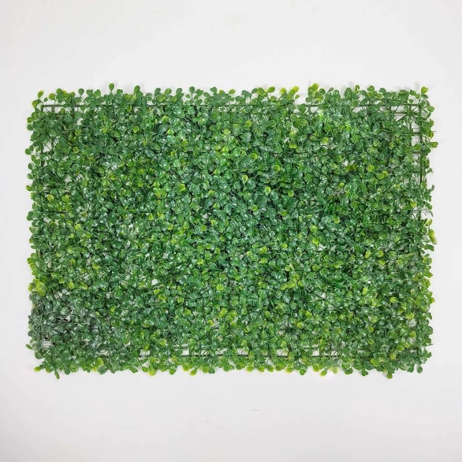 Rumput Dinding Oxylia