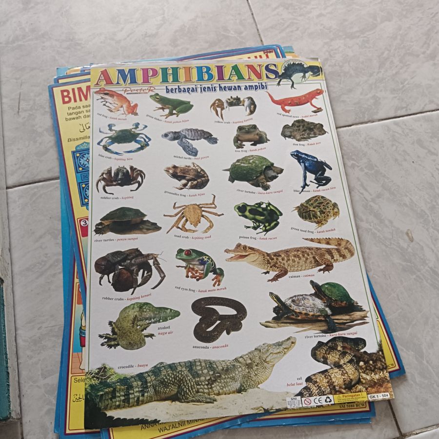Poster Binatang Amphibi