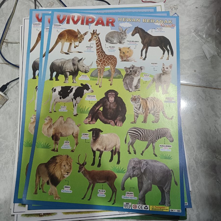 Poster Hewan Vivipar