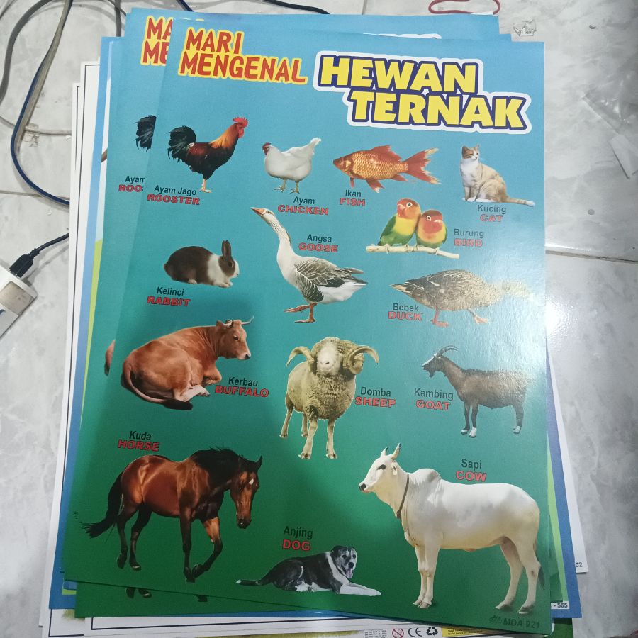 Poster Hewan Ternak