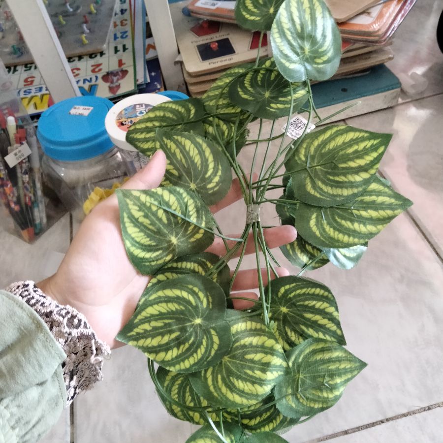 Daun rambat Semangka 2,3 m