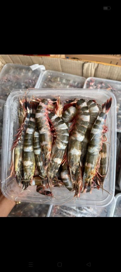 Udang windu