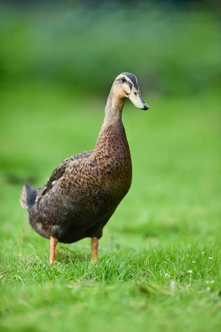 Bebek