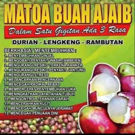 Matoa 1kg