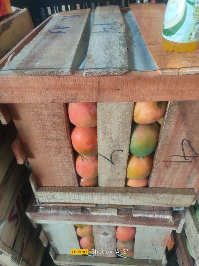 Mangga gincu