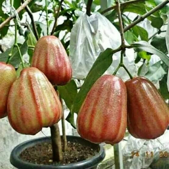 Jambu dalhari 