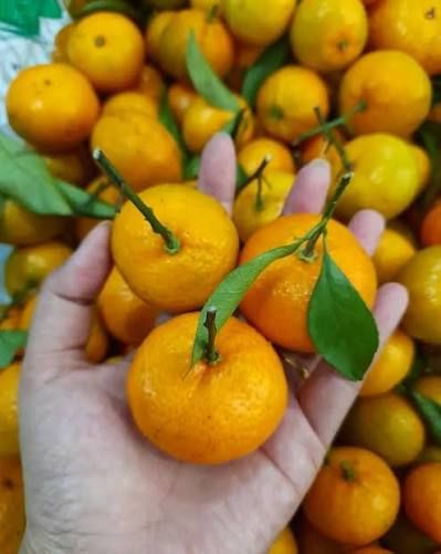 Jeruk santang gundul 1kg