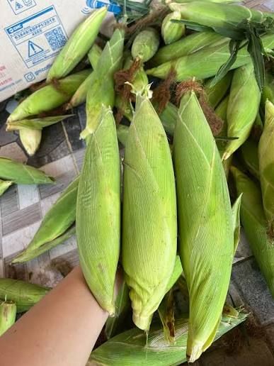 jagung 2kg