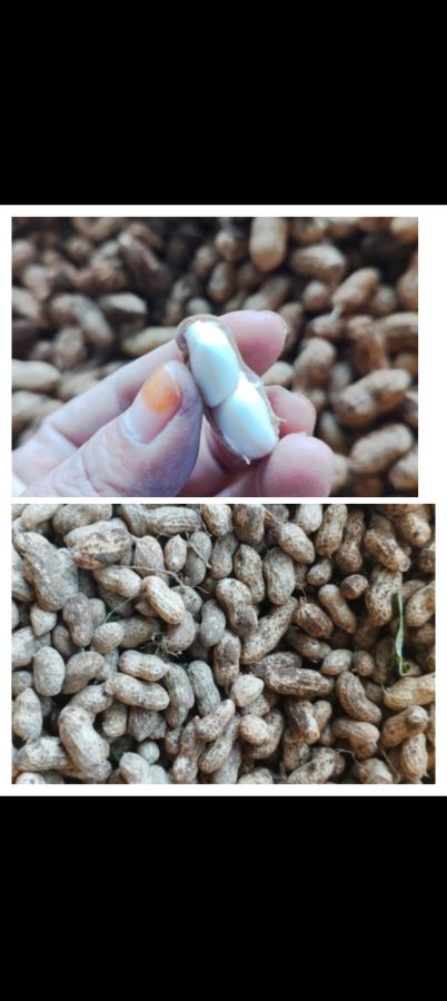 Kacang kulit 1kg