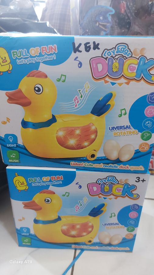 Lay eggs duck