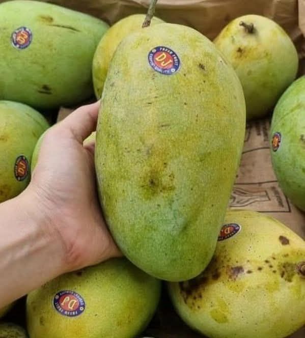 Mangga budiraja