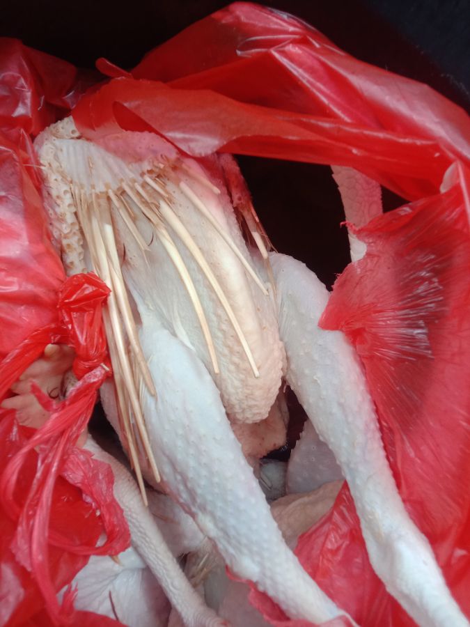 Ayam petelur 
