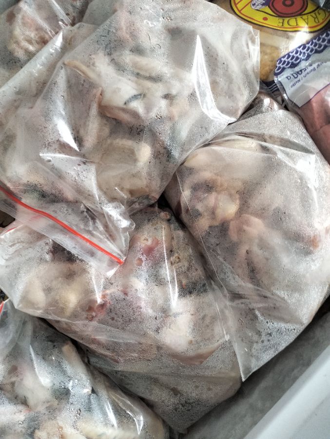 Ayam kampung jago