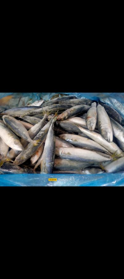 Ikan salem 1kg