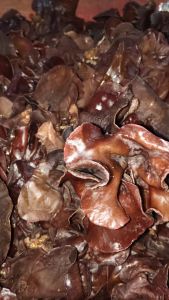 Jamur kuping 1kg
