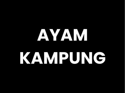 AYAM KAMPUNG
