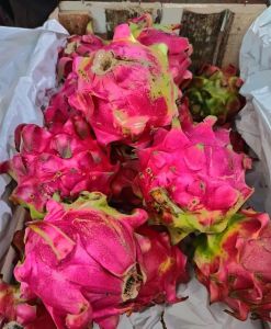 Buah Naga per kg