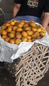 Jeruk Medan per kg