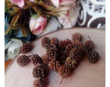 12pcs biji durenan