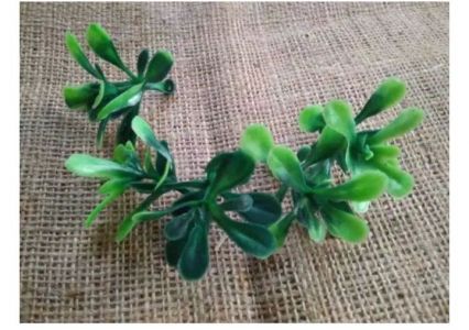 4 pcs Rumput daun Lenia 