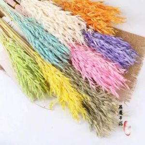 4pcs dried avena
