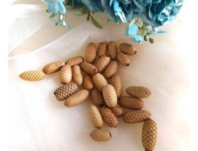 5pcs biji rotan lonjong
