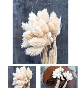 5pcs phalaris
