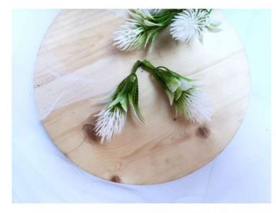 5pcs Varian Cemara Pinus