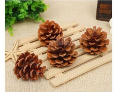 biji pinus (all size)