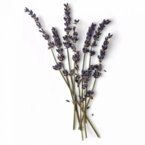 Dried Flower Lavender Premium 10