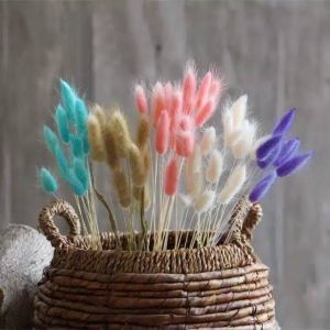 lagurus bunny tail