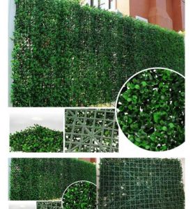Rumput find love PAGAR rumput daun dolar 
