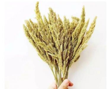 RUMPUT JAWAN KERING NATURAL