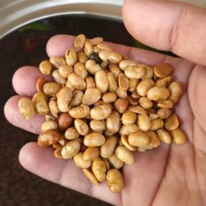 Kacang kedelai 