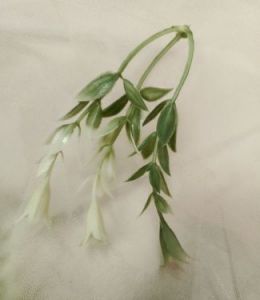FILLER BUNGA - RUMPU DAUN KECUBUNG FB06