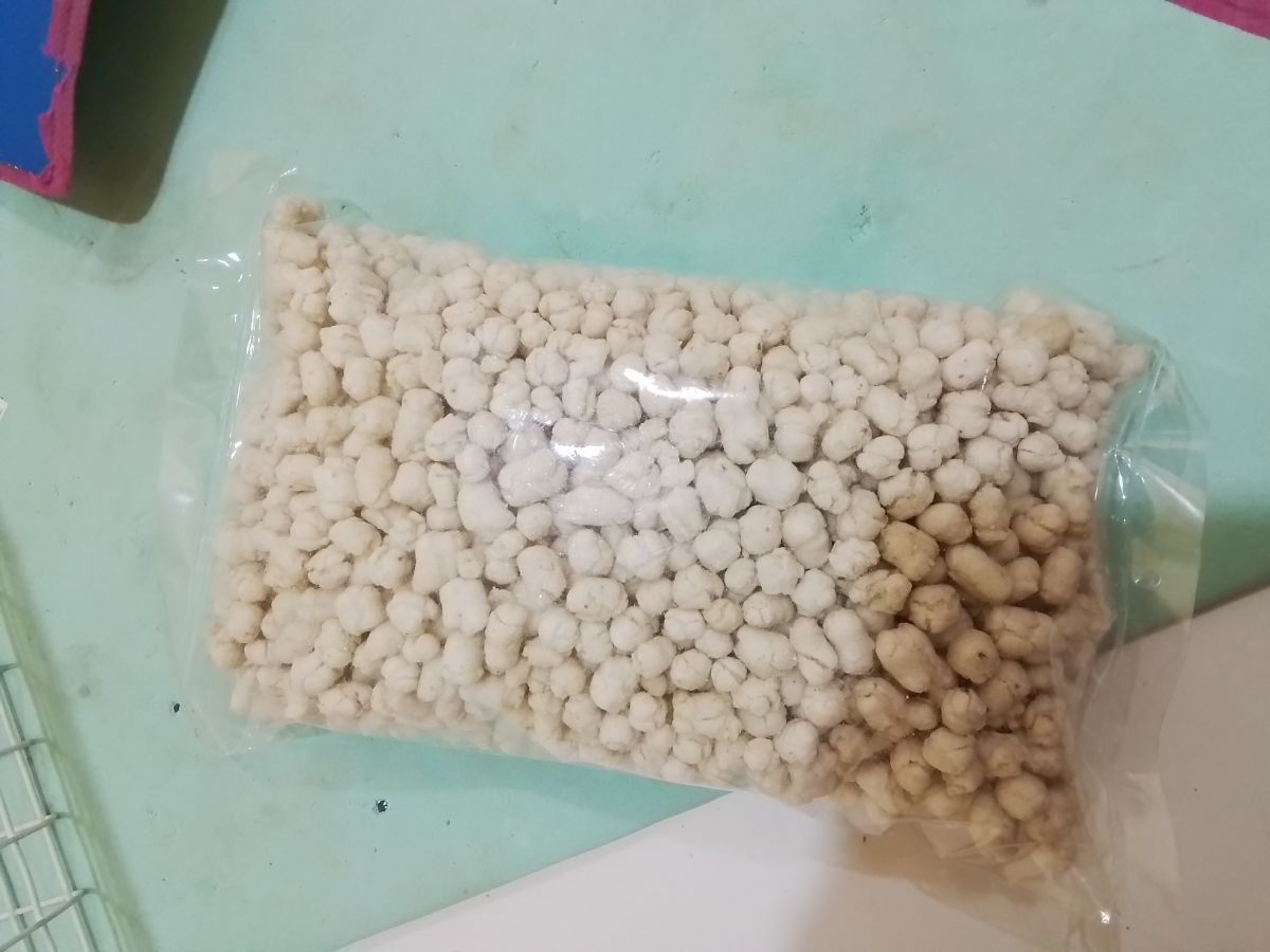 Pilus cikur