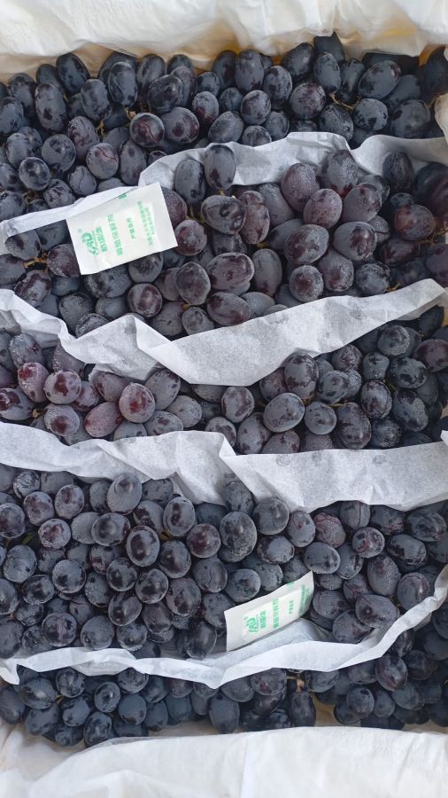 Anggur Autumn 1kg