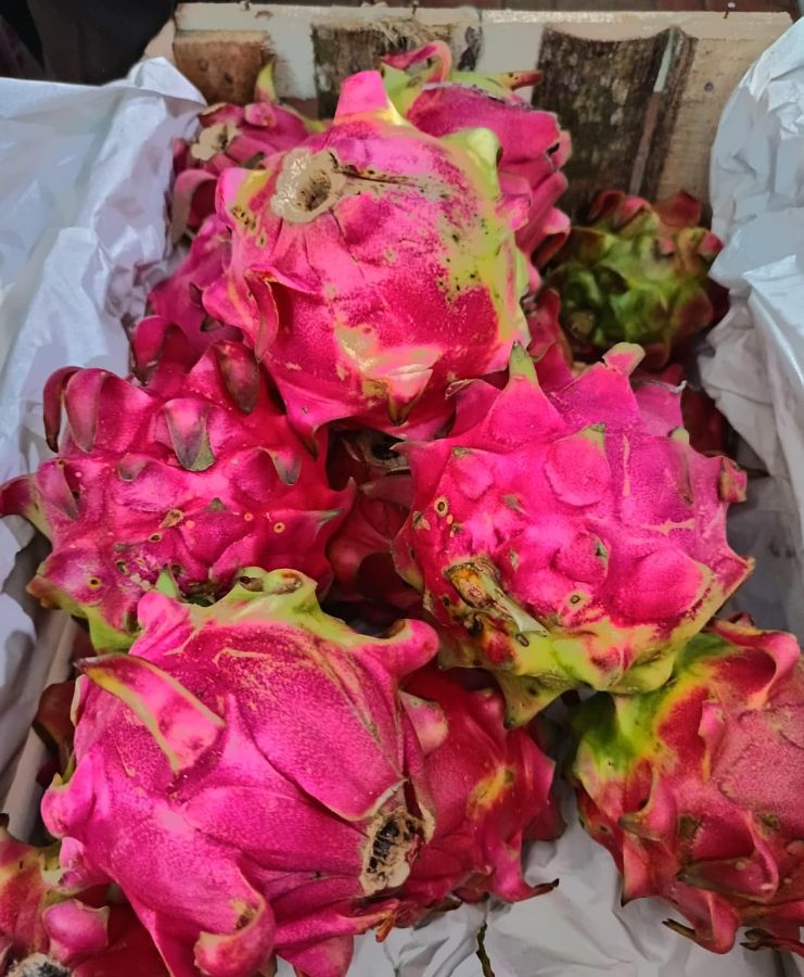 Buah Naga per kg
