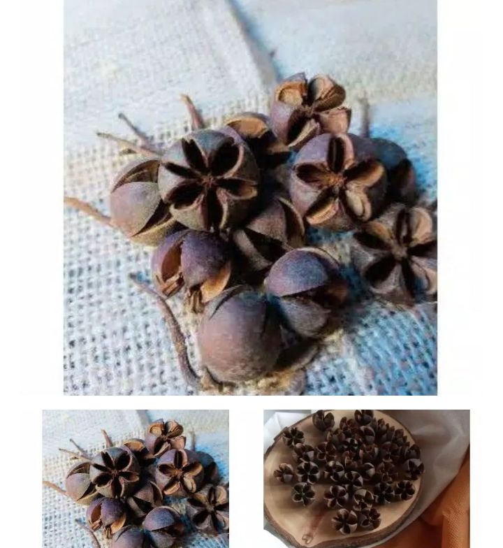 (12pcs) biji puspo Natural hitam
