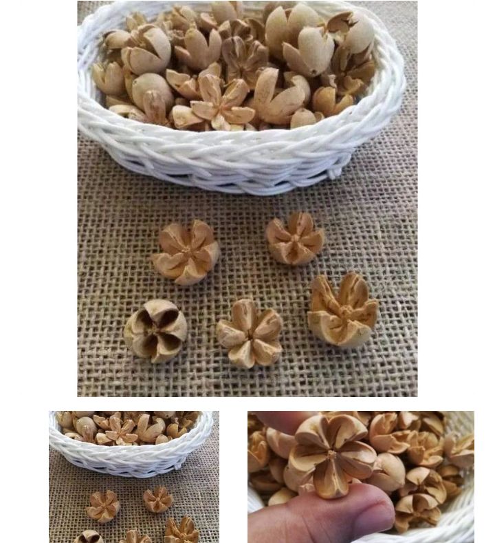 (12pcs)biji puspo Bleaching hiasan kerajinan rustic 