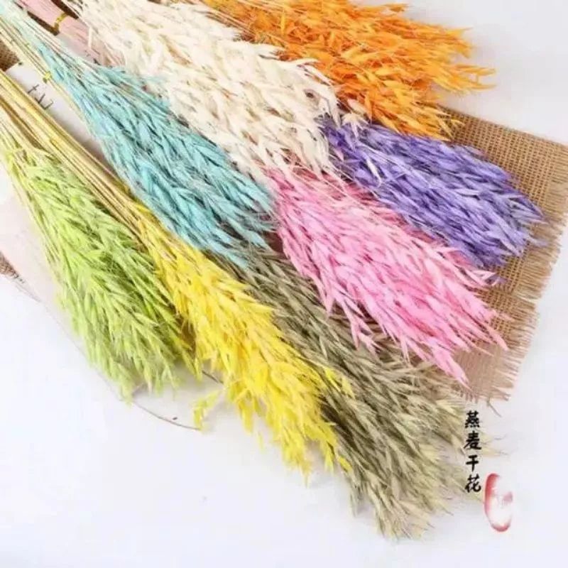 4pcs dried avena