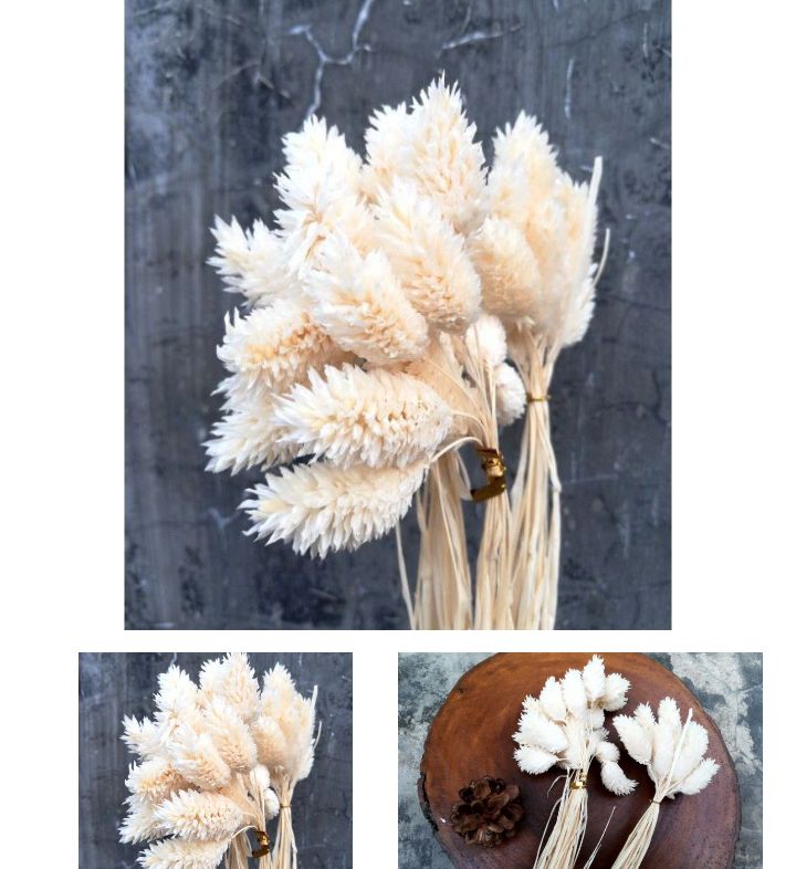 5pcs phalaris